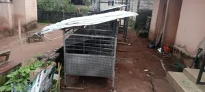 Iron Dog Cage for Sale