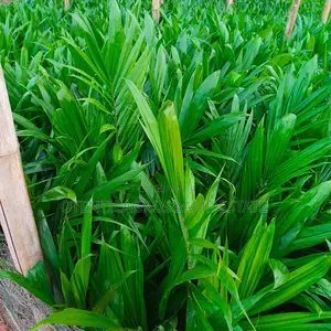 Photo - Tenera Palm Seedlings, Hybrid Plantain, Banana and Coconut