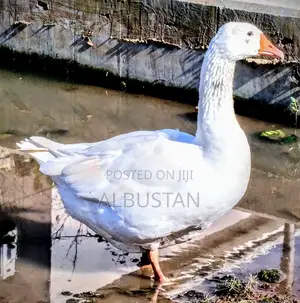 Healthy Adults Sizes Goose Available Dm