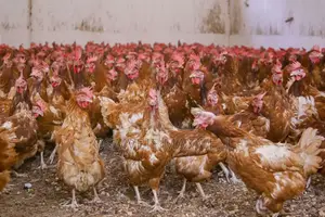 Large Quantity of Old Layer(Chickens) for Sale in Benin City