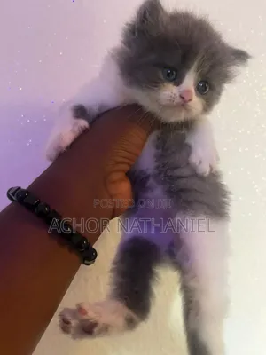 1-3 months Male Purebred Persian