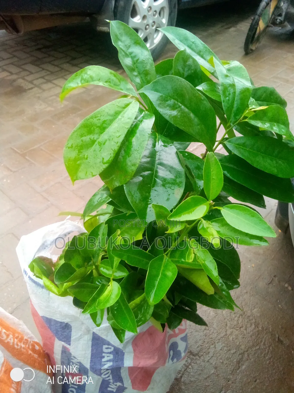 Soursop Seedlings