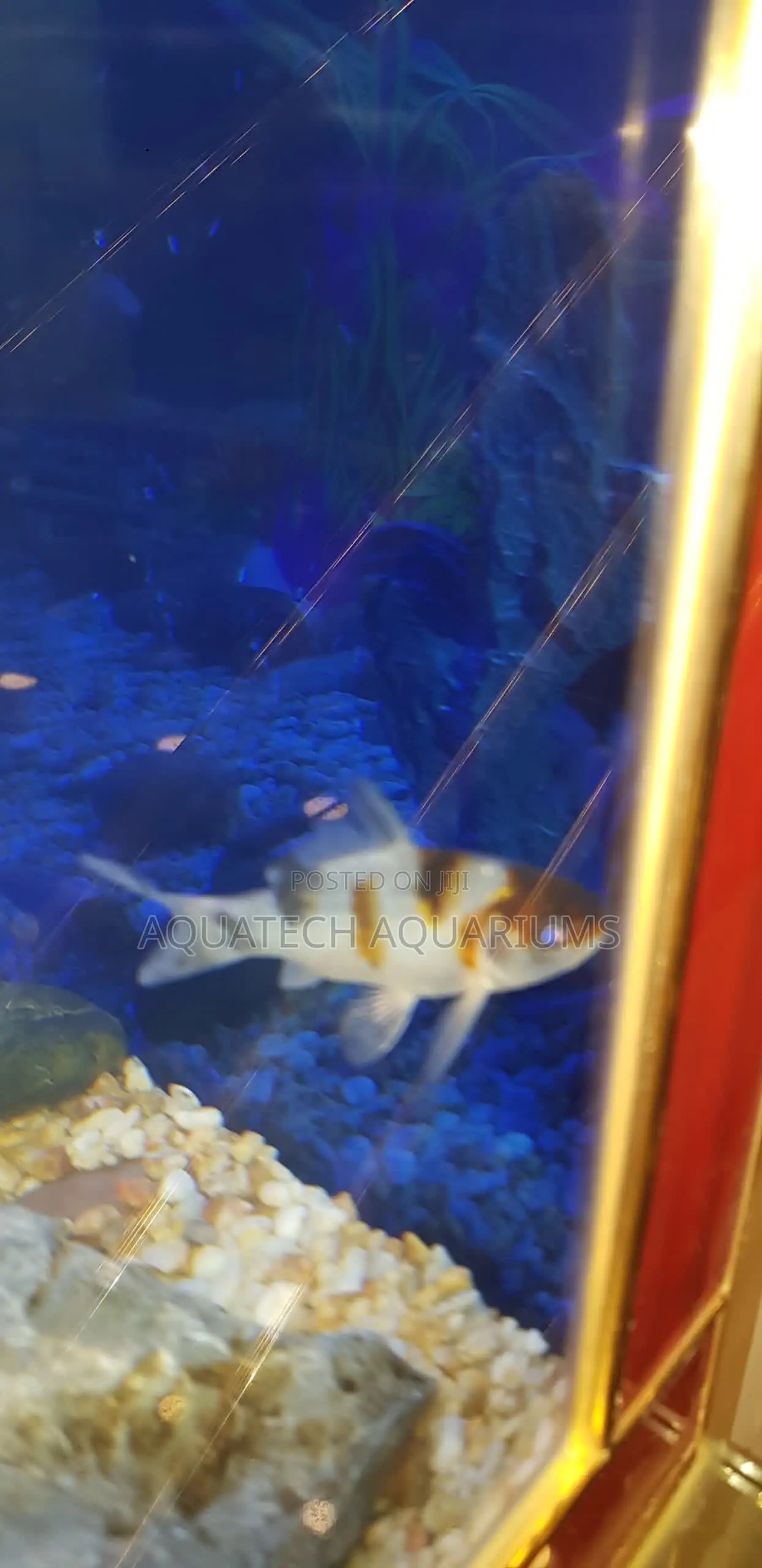 Aquarium Fish