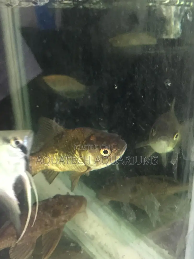 Aquarium Fish