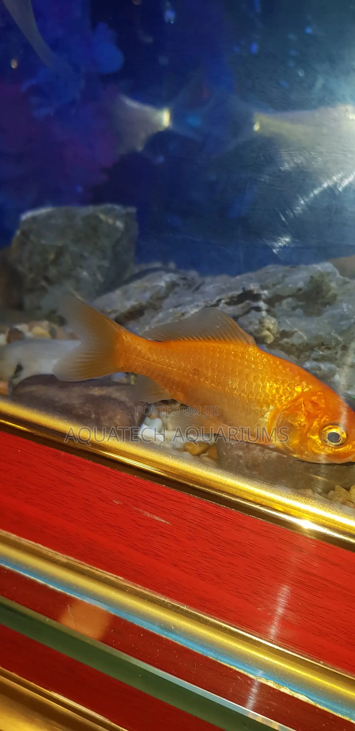 Aquarium Fish