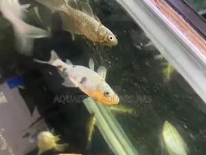Aquarium Fish