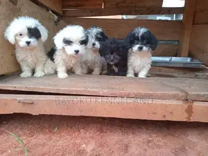 1-3 months Female Purebred Lhasa Apso