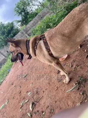 1+ year Male Purebred German Shepherd