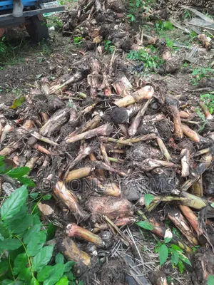 Rich Hybrid Plantain Suckers