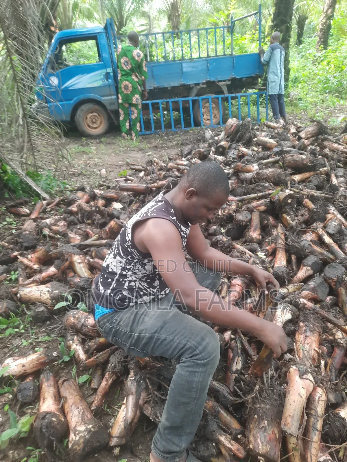 Rich Hybrid Plantain Suckers