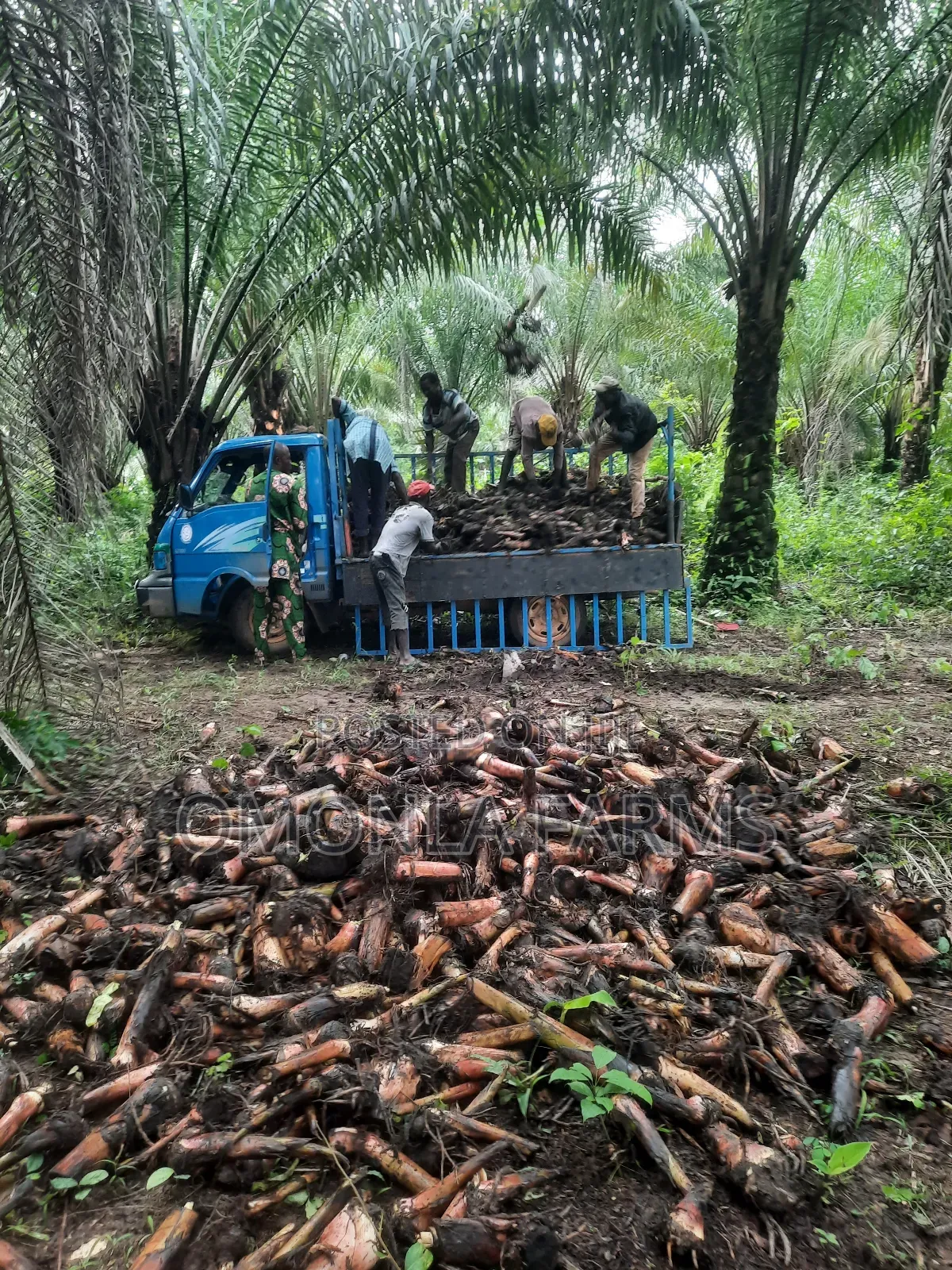 Rich Hybrid Plantain Suckers