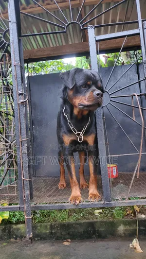1+ year Male Purebred Rottweiler