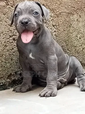 1-3 months Female Purebred Cane Corso