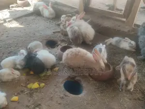 Rabbits for Sale
