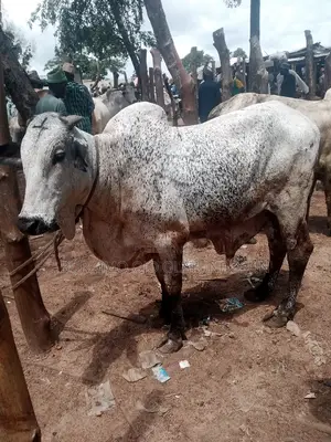 Photo - Uncle Joe Cow