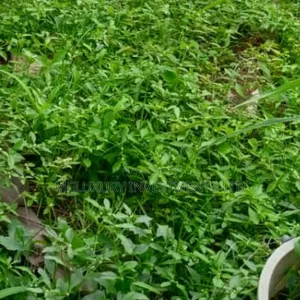 Selling Hot at Ajah at a Very Good Price