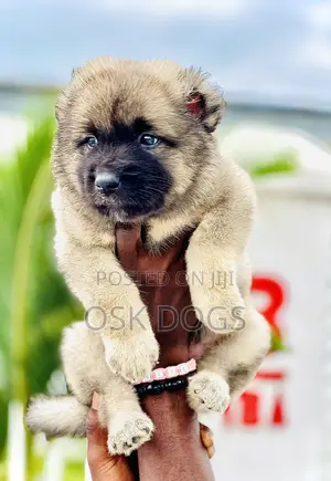 1-3 months Male Purebred Caucasian Shepherd