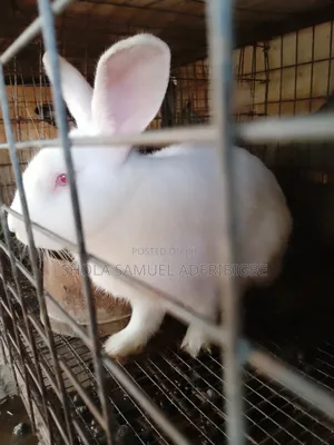 Lovely Rabbit