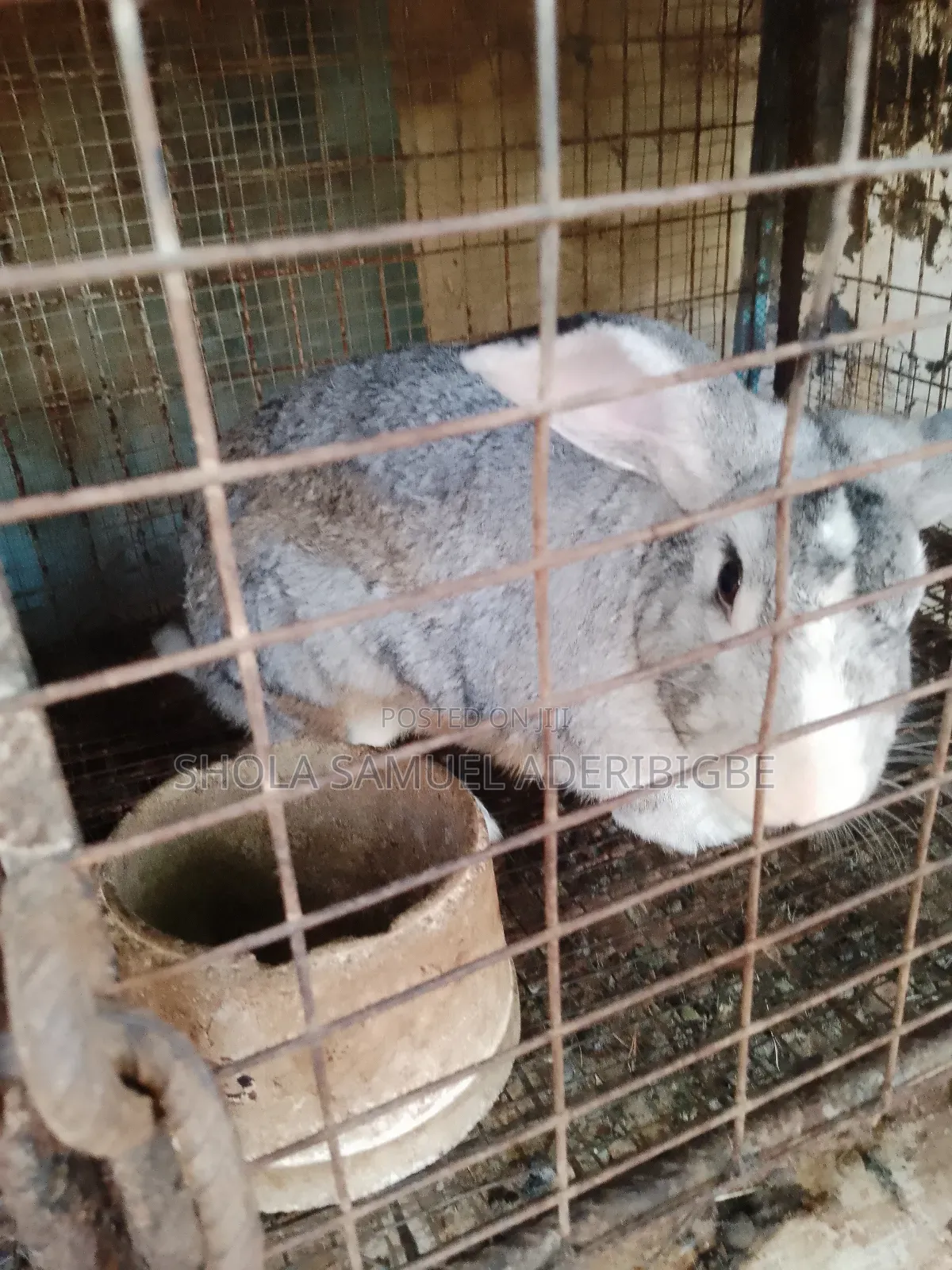 Lovely Rabbit