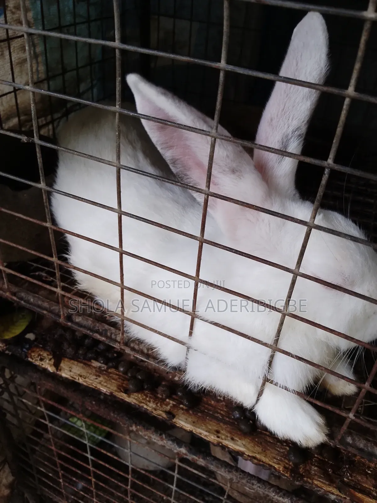 Lovely Rabbit