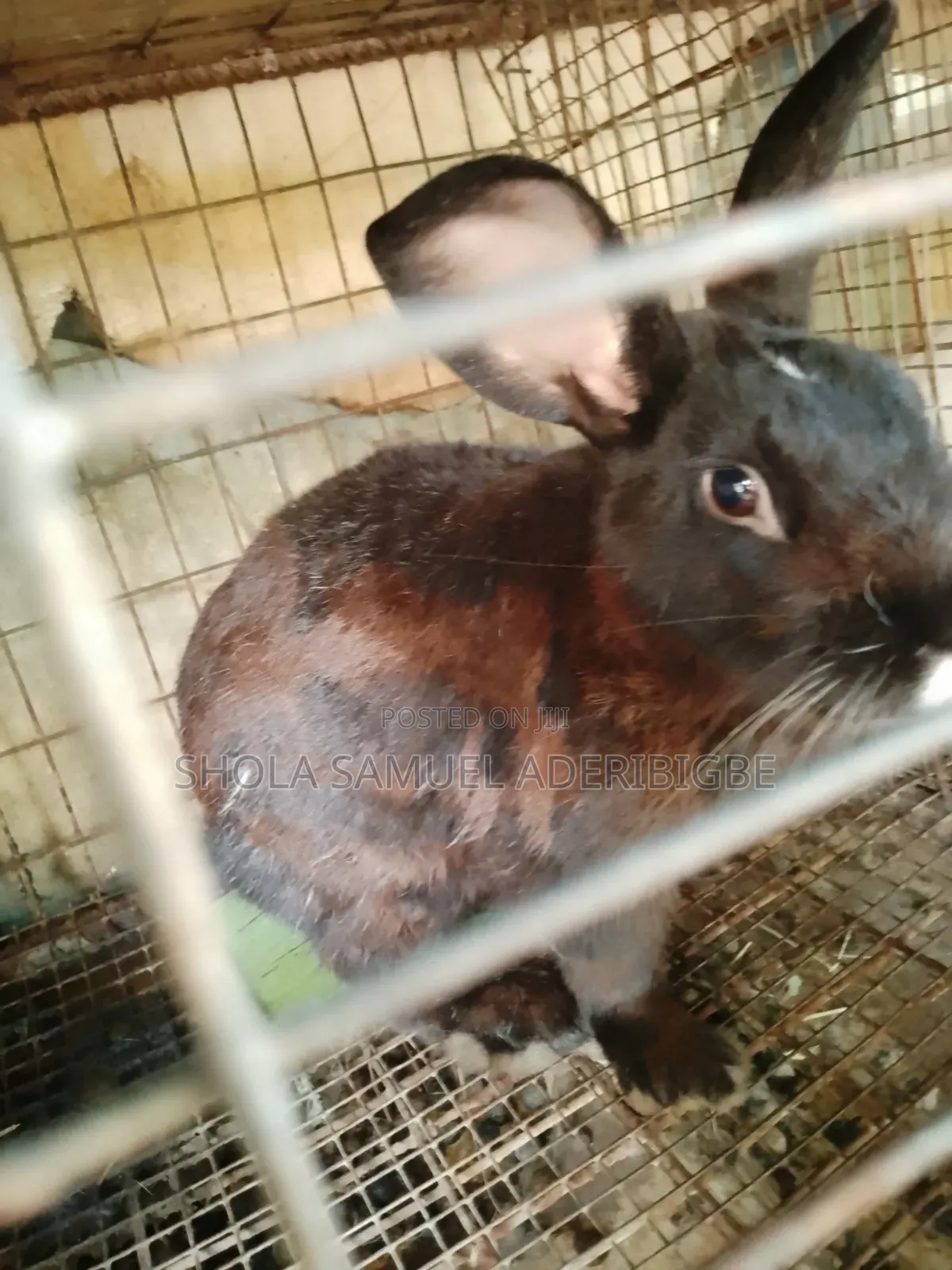 Lovely Rabbit