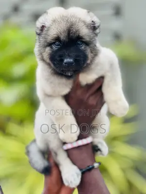 1-3 months Female Purebred Caucasian Shepherd