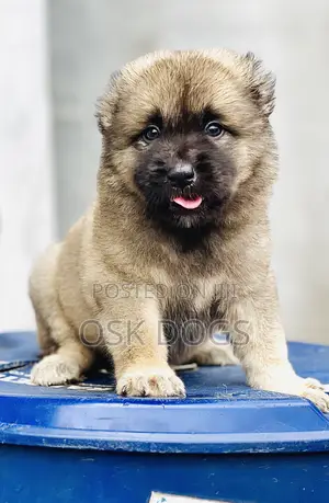 1-3 months Female Purebred Caucasian Shepherd