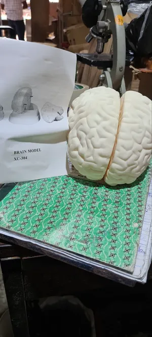 Brain Model