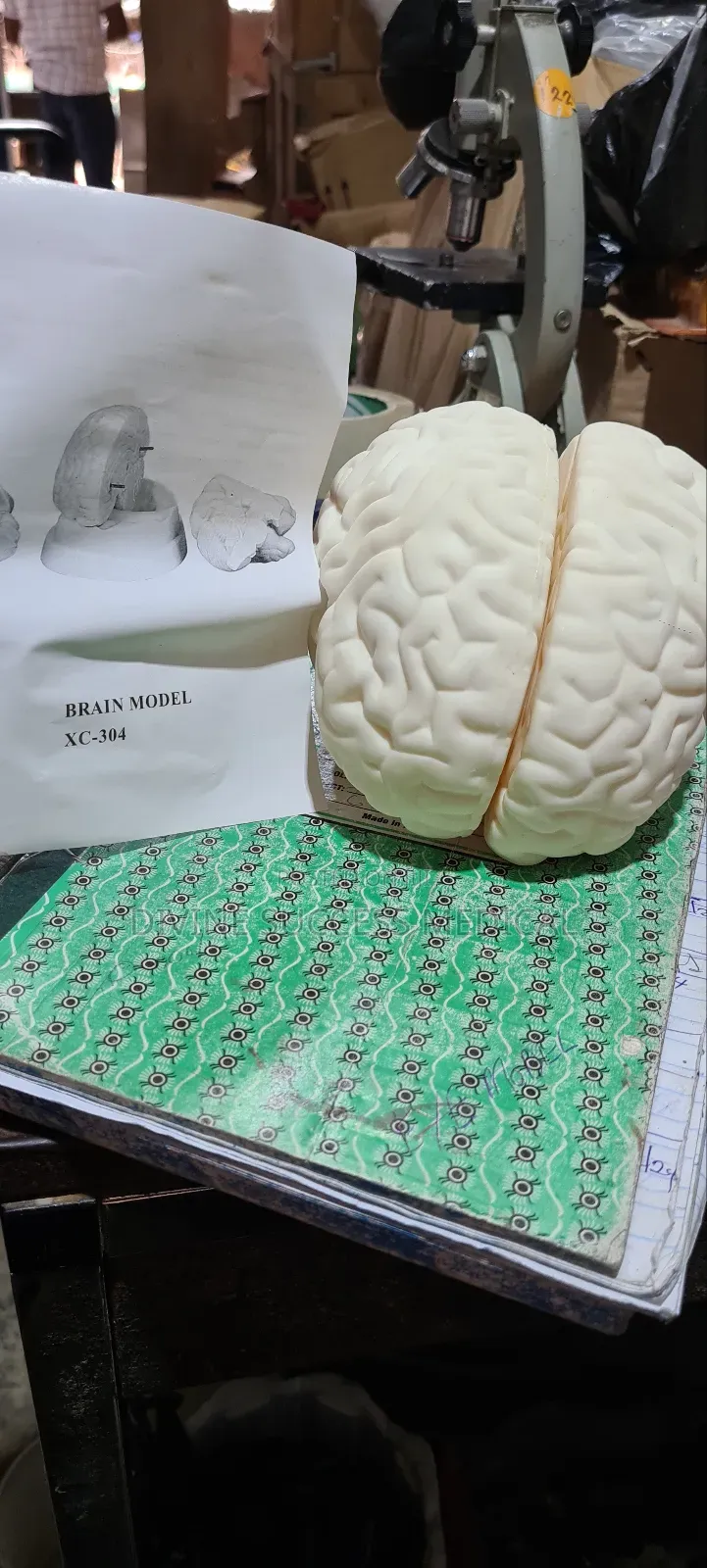 Brain Model