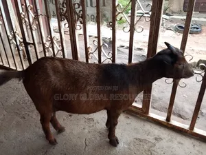 Matured Female Goat