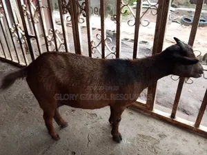 Matured Female Goat