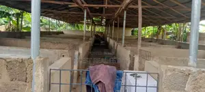 Pig Farm for Sale