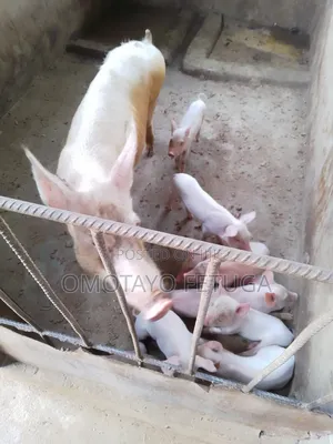 Pigs, Piglets, Weaners Bothe Male and Femals