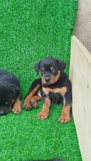 1-3 months Male Purebred Rottweiler