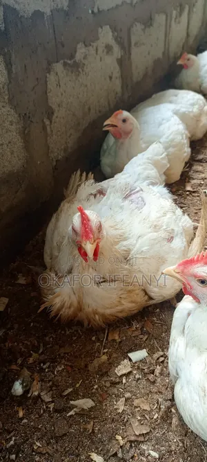 Chicken Farm