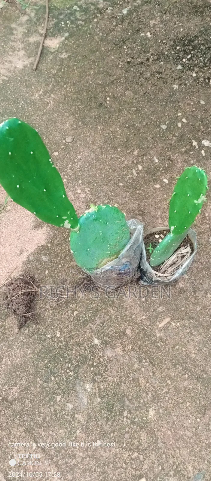 Delicious Red Prickly Pear Cactus Plant