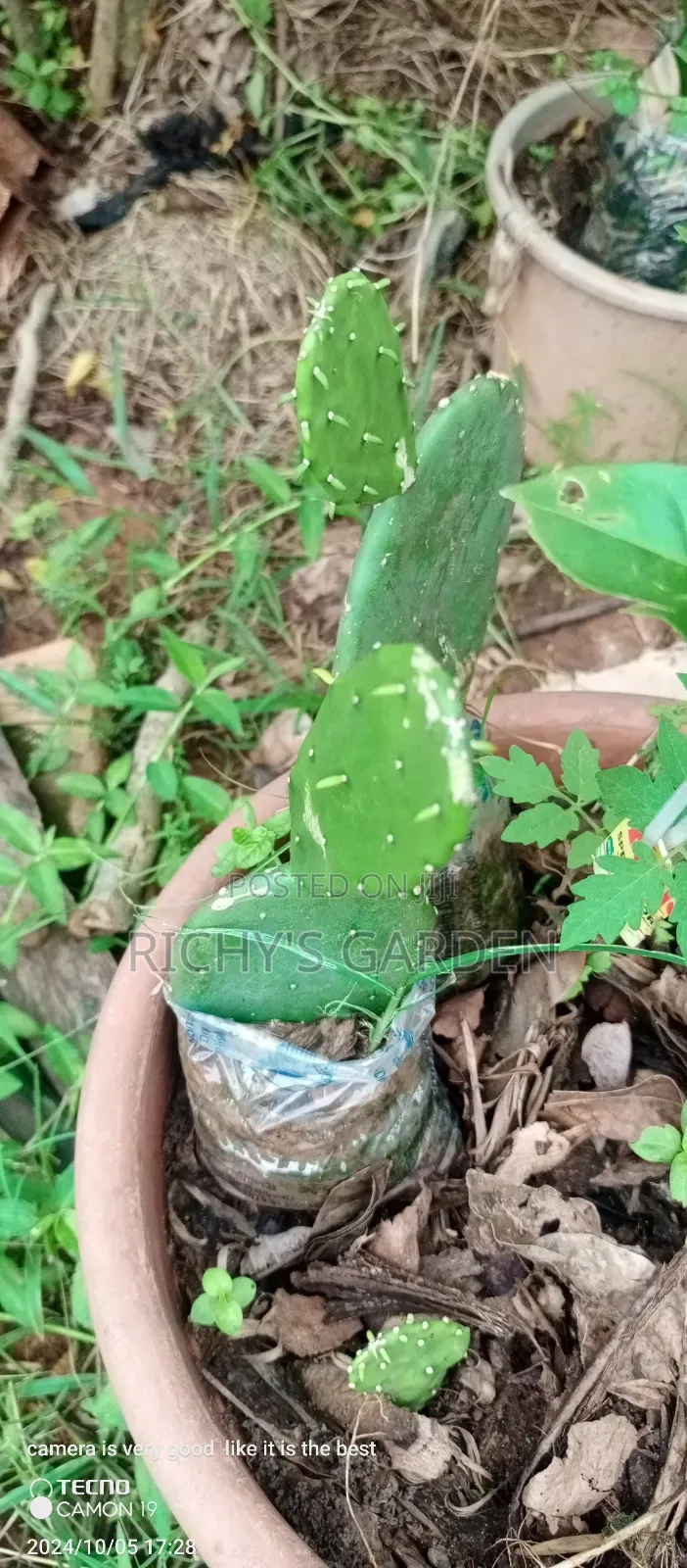 Delicious Red Prickly Pear Cactus Plant