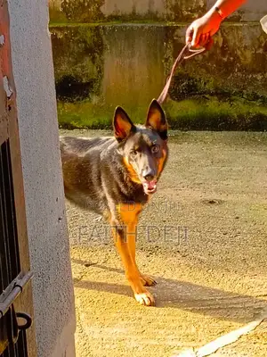 1+ year Male Purebred German Shepherd