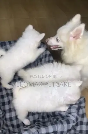 0-1 month Female Purebred American Eskimo