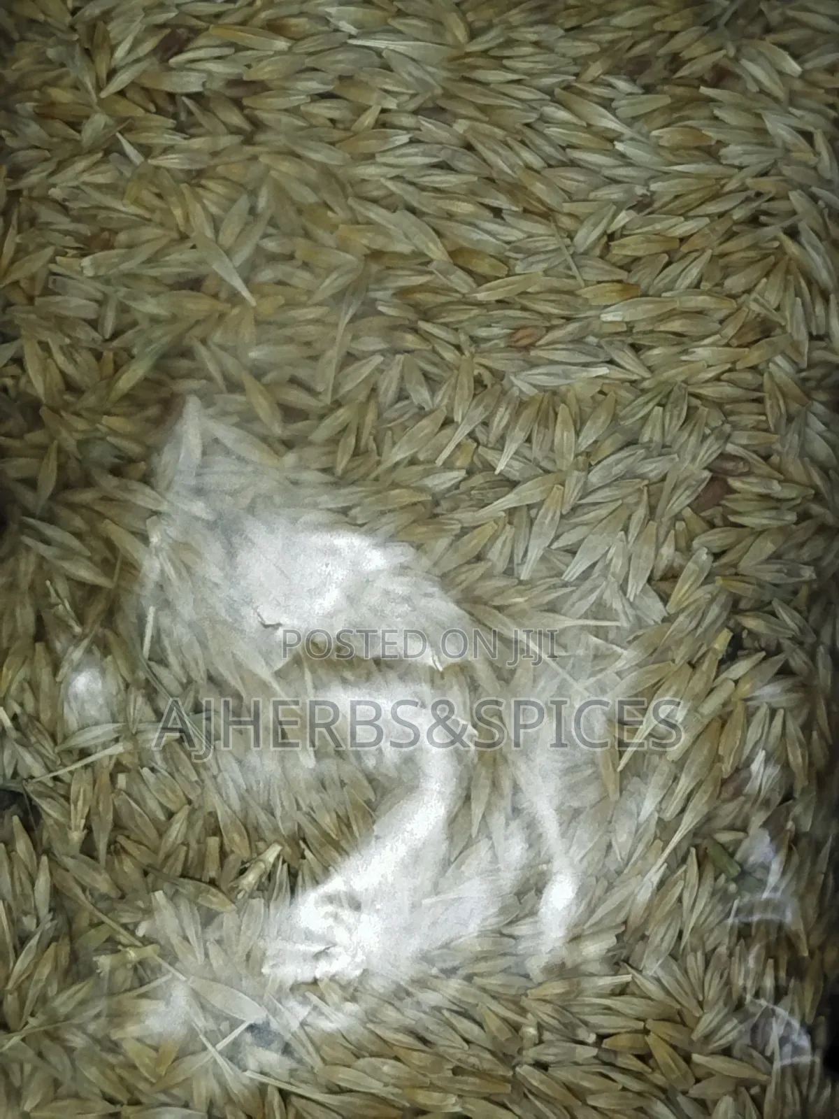 Barley Grain