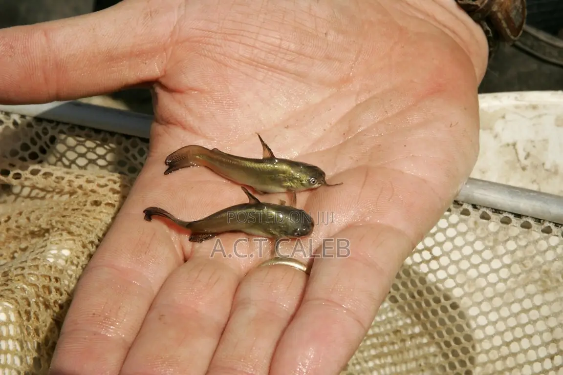 Juvenile Catfish in Ibadan Farm Animals, A.c.t Caleb Jiji.ng