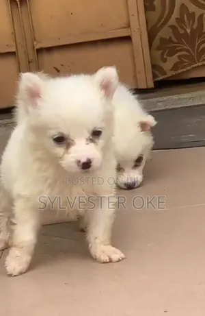 0-1 month Male Purebred American Eskimo