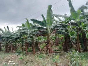 Elephant Hybrid Plantain Sucker