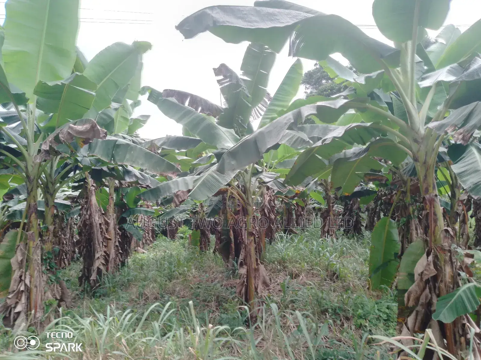 Elephant Hybrid Plantain Sucker