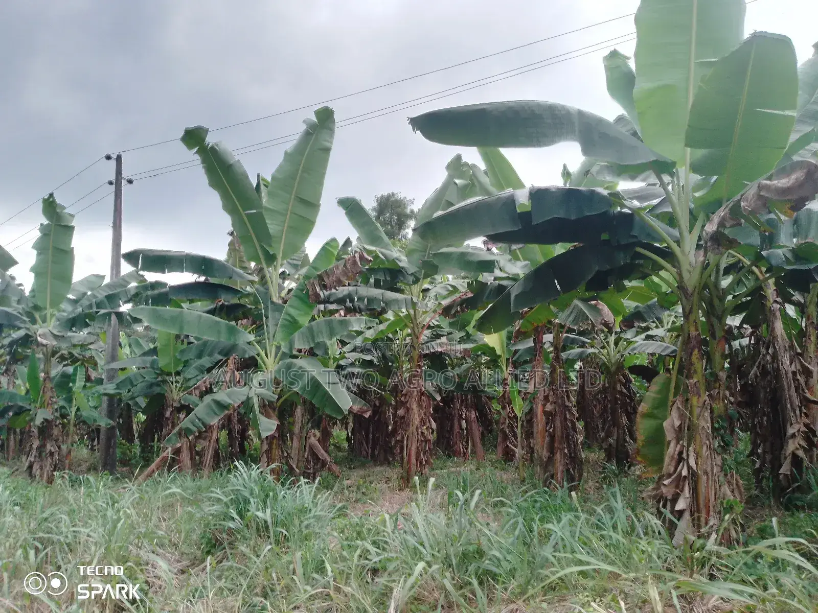 Elephant Hybrid Plantain Sucker