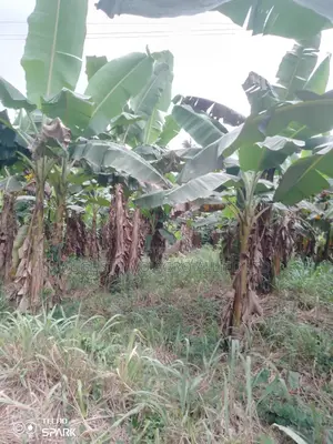 Elephant Hybrid Plantain Sucker