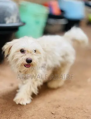 1+ year Male Purebred Lhasa Apso