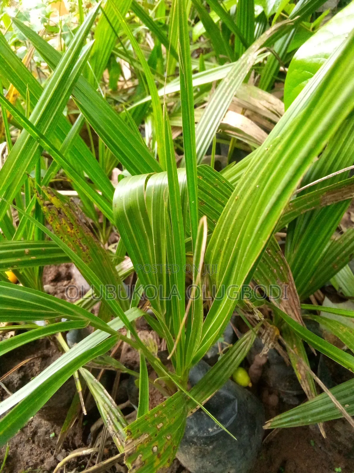 Date Palm Seedlings
