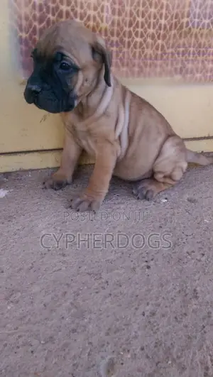 1-3 months Female Purebred Boerboel