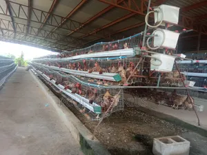 Local Cage